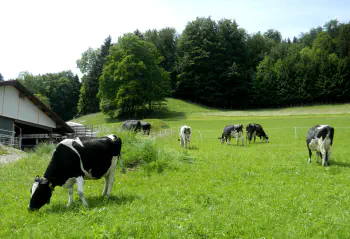 Kühe auf der Weide